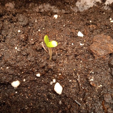 AutoXtreme growlog timeline photo