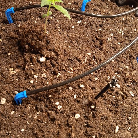 Northern lights Auto growlog timeline photo