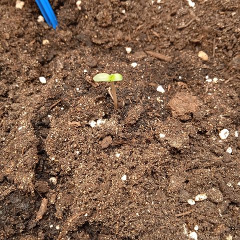 AutoXtreme growlog timeline photo