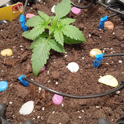 Green Gelato growlog timeline photo