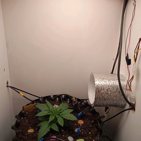 Green Gelato growlog timeline photo