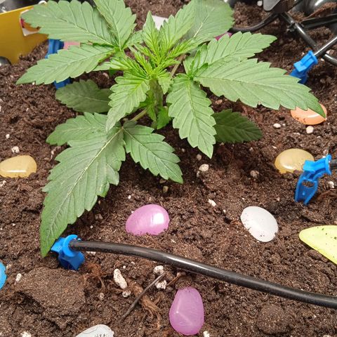 Green Gelato growlog timeline photo