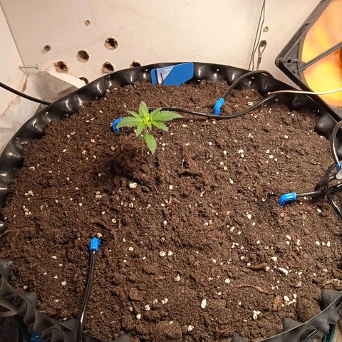 Northern lights Auto growlog timeline photo
