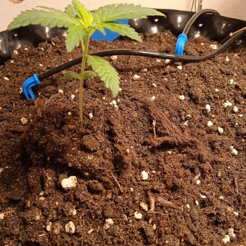 Northern lights Auto growlog timeline photo