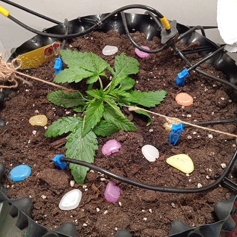 Green Gelato growlog timeline photo