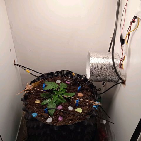Green Gelato growlog timeline photo