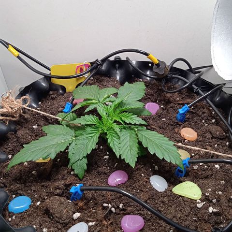 Green Gelato growlog timeline photo