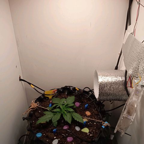 Green Gelato growlog timeline photo