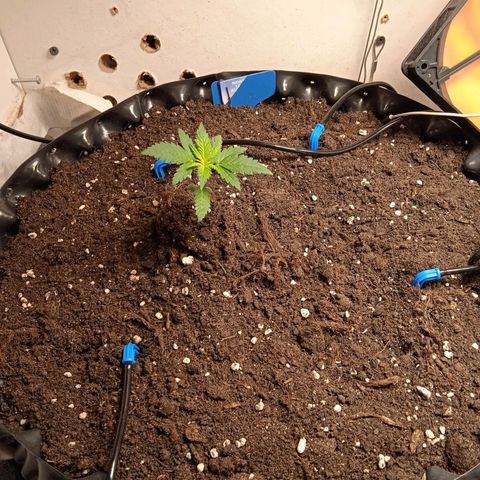 Northern lights Auto growlog timeline photo