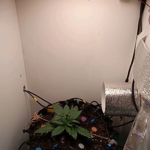 Green Gelato growlog timeline photo