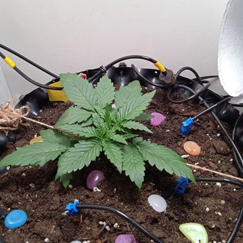 Green Gelato growlog timeline photo
