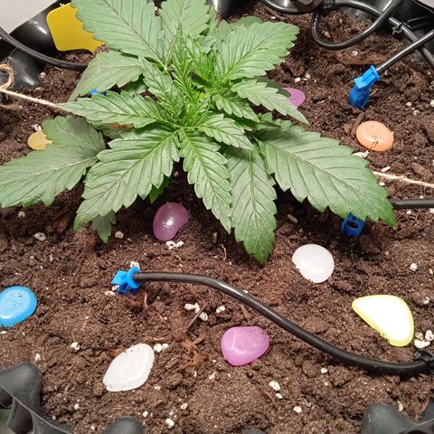 Green Gelato growlog timeline photo