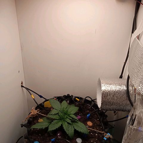 Green Gelato growlog timeline photo