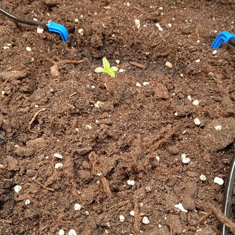 AutoXtreme growlog timeline photo