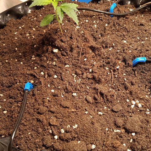 Northern lights Auto growlog timeline photo