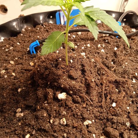 Northern lights Auto growlog timeline photo
