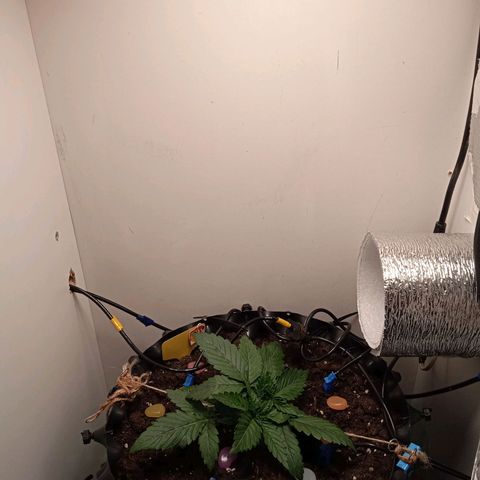 Green Gelato growlog photo: Натянул вторую скрепку сильнее