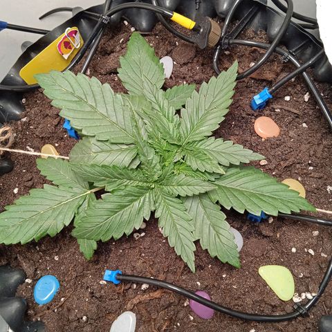 Green Gelato growlog timeline photo