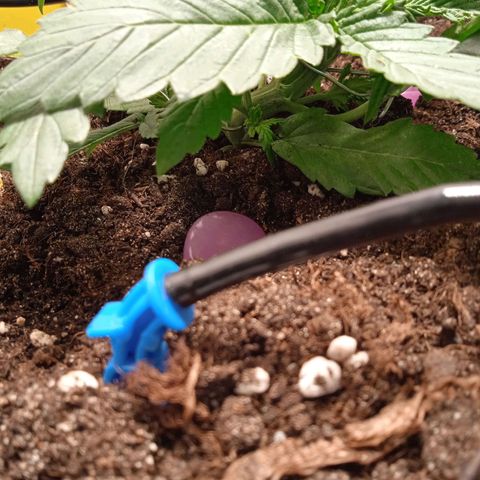 Green Gelato growlog timeline photo
