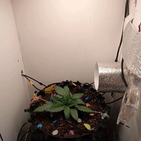 Green Gelato growlog timeline photo