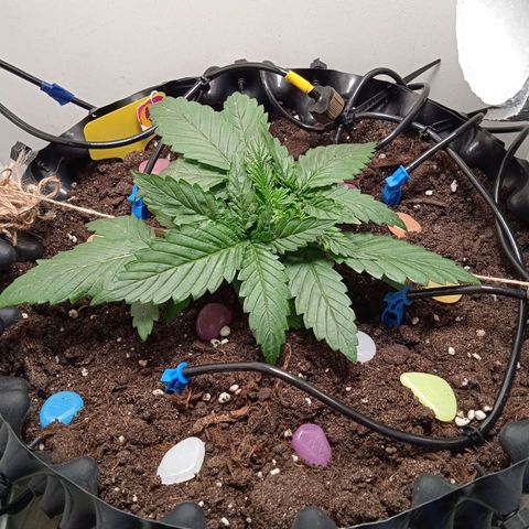 Green Gelato growlog timeline photo