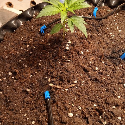 Northern lights Auto growlog timeline photo
