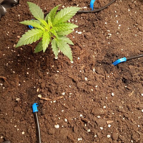 Northern lights Auto growlog timeline photo
