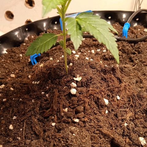 Northern lights Auto growlog timeline photo