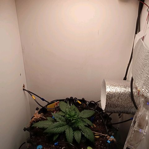 Green Gelato growlog timeline photo
