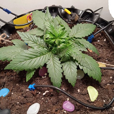 Green Gelato growlog timeline photo