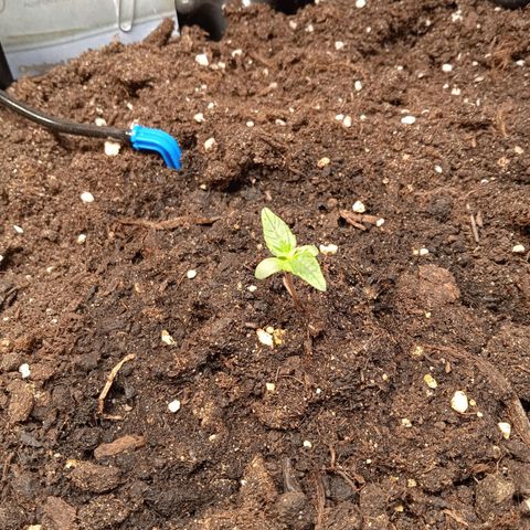 AutoXtreme growlog timeline photo
