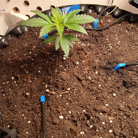 Northern lights Auto growlog timeline photo