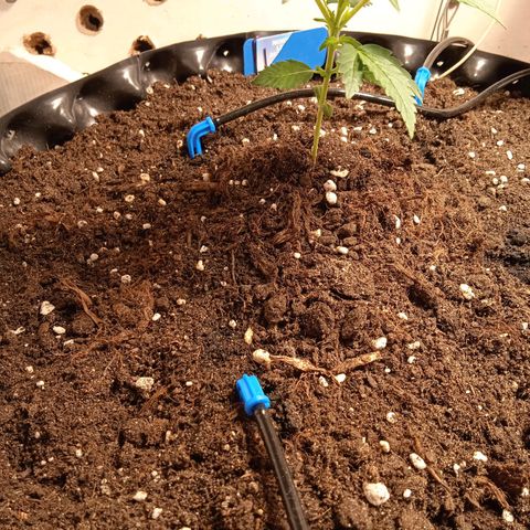 Northern lights Auto growlog timeline photo