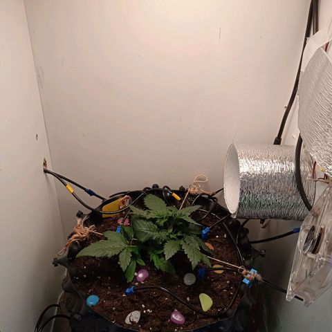 Green Gelato growlog timeline photo