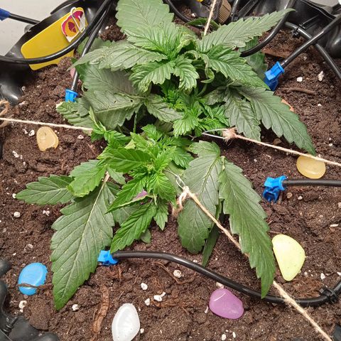 Green Gelato growlog timeline photo