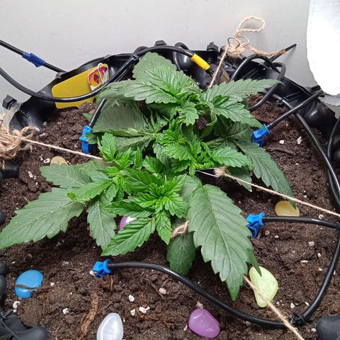 Green Gelato growlog timeline photo