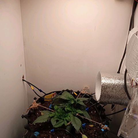 Green Gelato growlog timeline photo