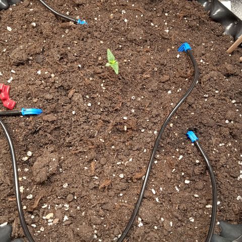 AutoXtreme growlog timeline photo