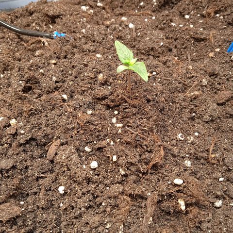AutoXtreme growlog timeline photo