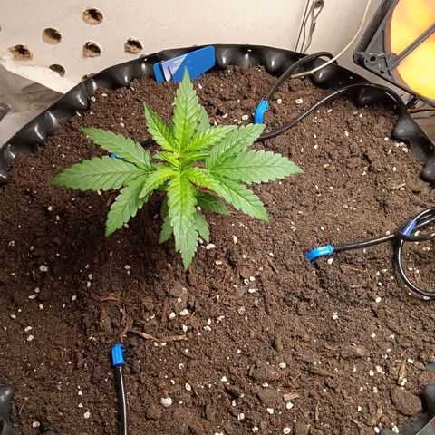 Northern lights Auto growlog timeline photo