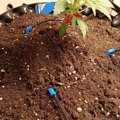 Northern lights Auto growlog timeline photo