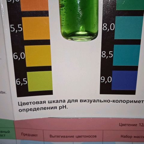 Green Gelato growlog photo: В канистре 2л раствора, добавил PH Down <=четверти куба