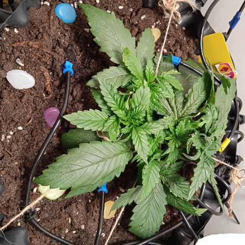 Green Gelato growlog timeline photo