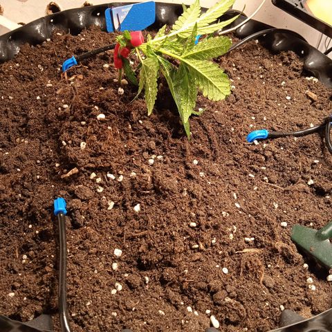 Northern lights Auto growlog photo: Загнул. Зажимы с aliexpress