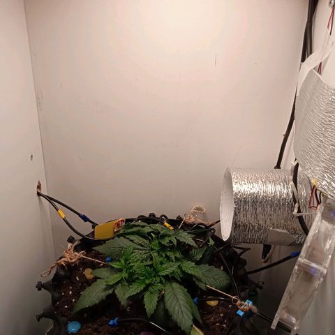 Green Gelato growlog timeline photo
