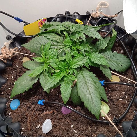 Green Gelato growlog timeline photo