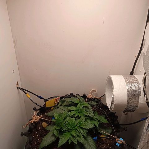 Green Gelato growlog timeline photo