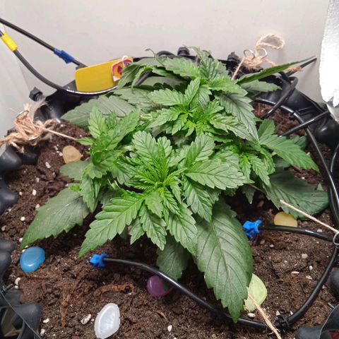 Green Gelato growlog timeline photo