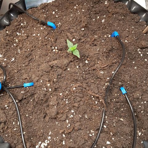 AutoXtreme growlog timeline photo