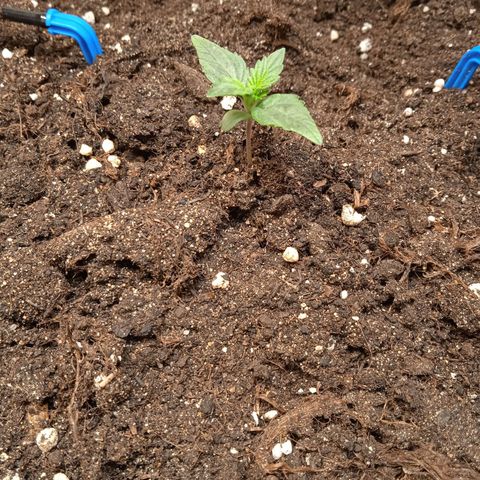 AutoXtreme growlog timeline photo